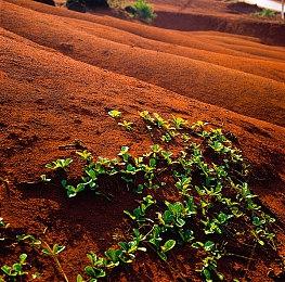 《远征军：罗马》DLC“死亡或荣耀” 现已登陆Steam